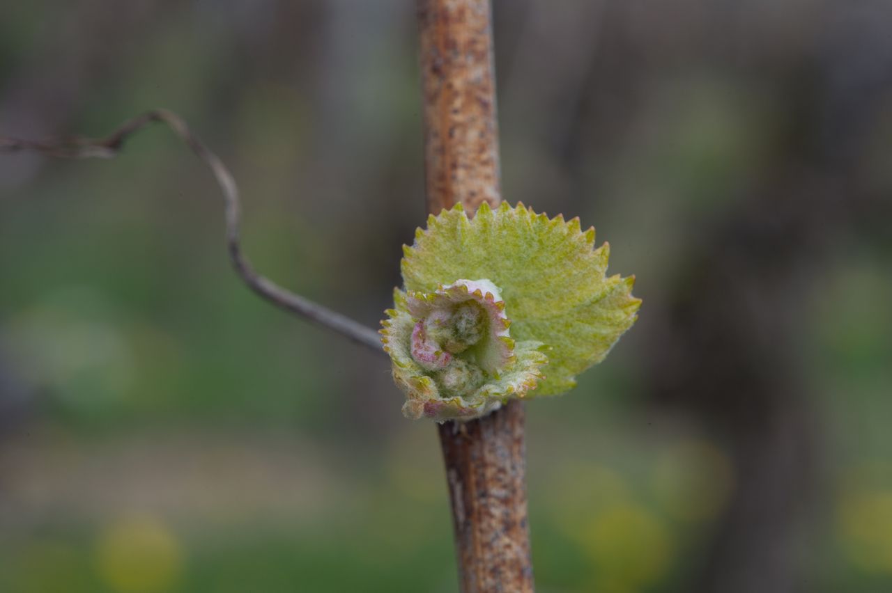 Vignoble Macro 4-Feuilles sorties 0336